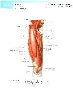 Sobotta  Atlas of Human Anatomy  Trunk, Viscera,Lower Limb Volume2 2006, page 321